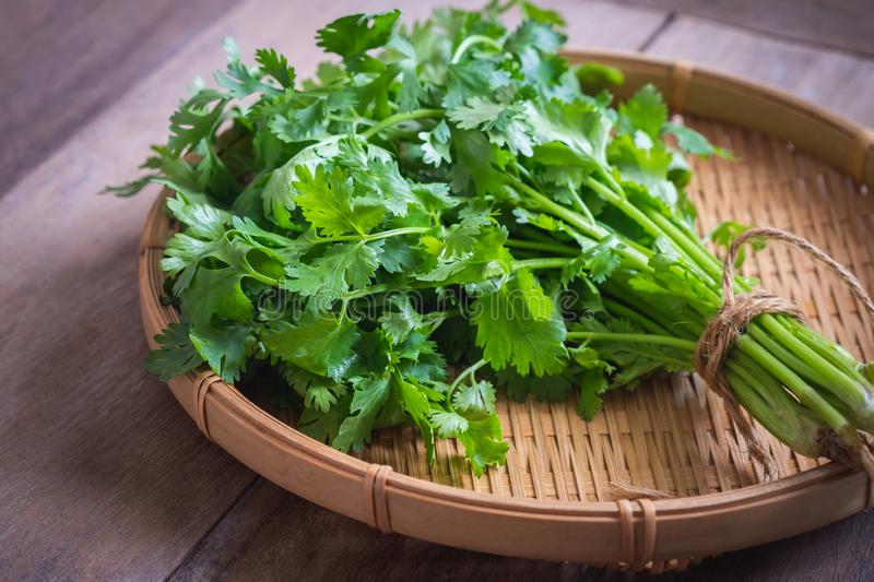 fresh coriander cilantro leaves basket 141083932 | ASSAM TIMES POST