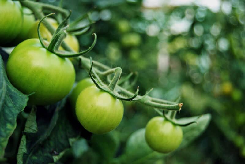 tomatoes in shade 800x536 1 | ASSAM TIMES POST