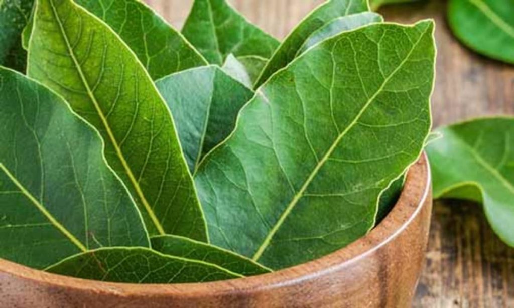 Benefits Of Bay Leaves | ASSAM TIMES POST