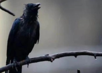 দুটা কাউৰীৰ ‘কা কা’ত অতিষ্ঠ এটা অঞ্চল, হেলমেট পিন্ধি ঘূৰি ফুৰিছে স্থানীয় লোকসকল!