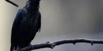 দুটা কাউৰীৰ ‘কা কা’ত অতিষ্ঠ এটা অঞ্চল, হেলমেট পিন্ধি ঘূৰি ফুৰিছে স্থানীয় লোকসকল!