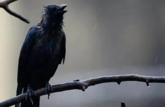 দুটা কাউৰীৰ ‘কা কা’ত অতিষ্ঠ এটা অঞ্চল, হেলমেট পিন্ধি ঘূৰি ফুৰিছে স্থানীয় লোকসকল! 1 দুটা কাউৰীৰ ‘কা কা’ত অতিষ্ঠ এটা অঞ্চল, হেলমেট পিন্ধি ঘূৰি ফুৰিছে স্থানীয় লোকসকল!