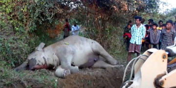 হোজাইৰ ইছলামপুৰত বনৰীয়া হাতীৰ মৃত্যু