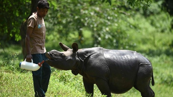 2 05 40 18 Rhino 1 H@@IGHT 337 W@@IDTH 600 | ASSAM TIMES POST