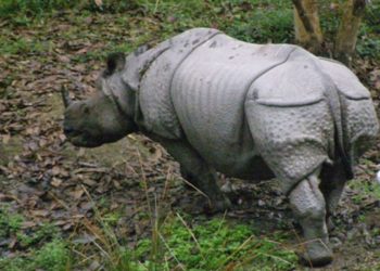 Rhino population in Orang National Park increases by 24, total 125    