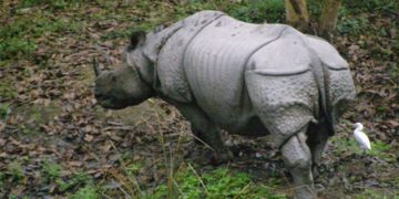 Rhino population in Orang National Park increases by 24, total 125    
