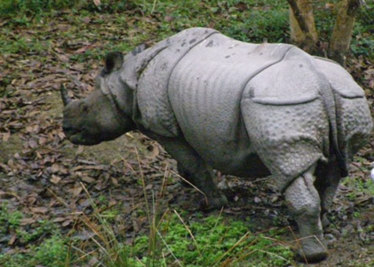 Rhino population in Orang National Park increases by 24, total 125    