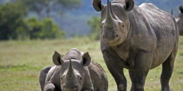 Rhino population increases by 200, total population 2613 in KNP