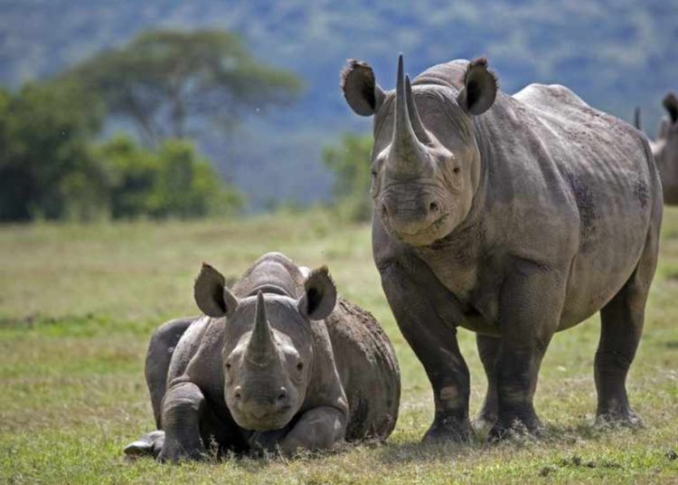 Rhino population increases by 200, total population 2613 in KNP