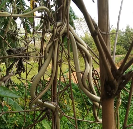 ১৬ডাল সাপৰ মিলন