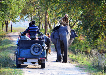 Now online booking are ready for safaris in Kaziranga