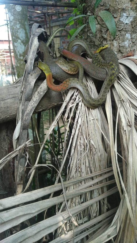 ১৬ডাল সাপৰ মিলনৰ দৃশ্য উপভোগ কৰিবলৈ ৰাইজৰ ভিৰ