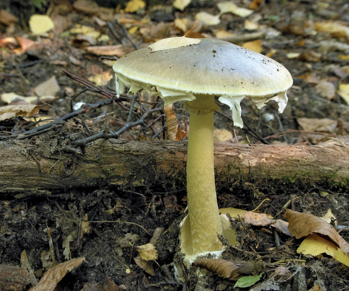 mushrooms