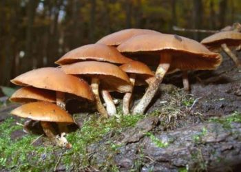 Four dead after consuming mushrooms  