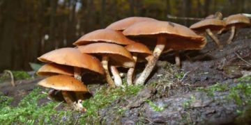 Four dead after consuming mushrooms  