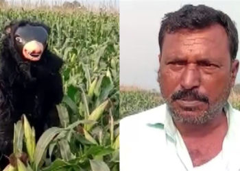 ফচল খোৱা বান্দৰৰ দলক খেদিবলৈ ভালুক সাজি পহৰা কৃষকৰ!