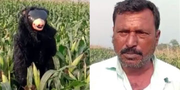 ফচল খোৱা বান্দৰৰ দলক খেদিবলৈ ভালুক সাজি পহৰা কৃষকৰ!