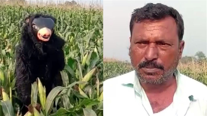 ফচল খোৱা বান্দৰৰ দলক খেদিবলৈ ভালুক সাজি পহৰা কৃষকৰ! 1 ফচল খোৱা বান্দৰৰ দলক খেদিবলৈ ভালুক সাজি পহৰা কৃষকৰ!