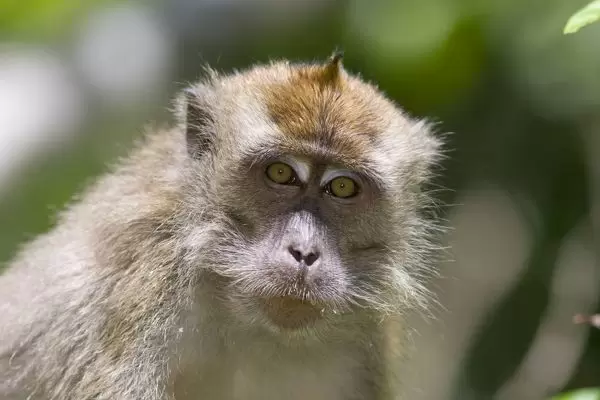 প্রজাতিৰ বান্দৰ