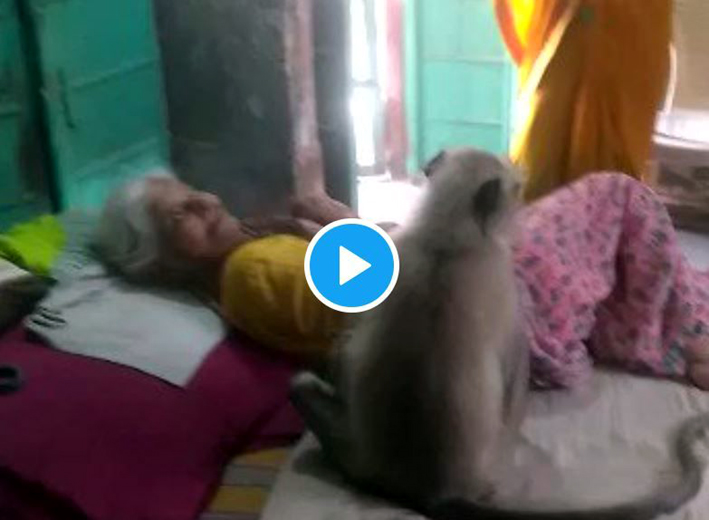 বৃদ্ধাক বিচাৰি বৃদ্ধাৰ ঘৰত সোমাল হনুমান: 2 monkeyp | ASSAM TIMES POST