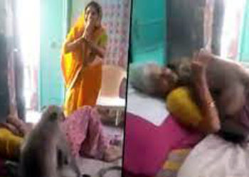 বৃদ্ধাক বিচাৰি বৃদ্ধাৰ ঘৰত সোমাল হনুমান: