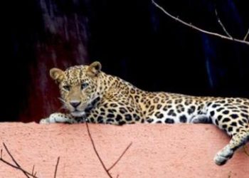 পাণ্ডুত জনাঞ্চলত বাঘ:এগৰাকী মহিলা নাহৰফুটুকী আক্ৰমণত আহত
