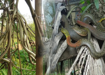 ১৬ডাল সাপৰ মিলনৰ দৃশ্য উপভোগ কৰিবলৈ ৰাইজৰ ভিৰ: