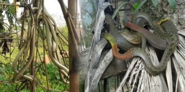 ১৬ডাল সাপৰ মিলনৰ দৃশ্য উপভোগ কৰিবলৈ ৰাইজৰ ভিৰ: