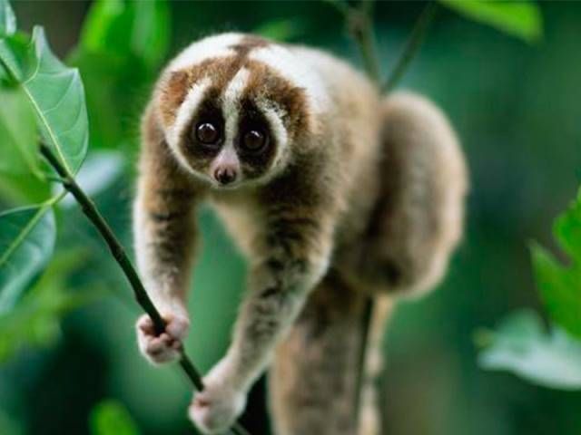 বিৰল প্ৰজাতিৰ লাজুকী বান্দৰ উদ্ধাৰ 