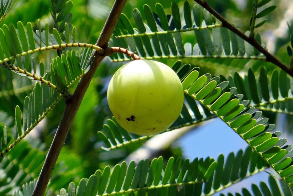 আমলখিৰ গুণাগুণ