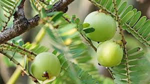 আমলখি