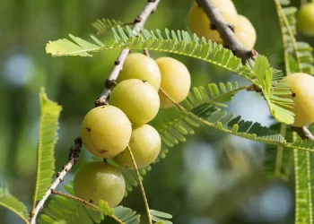 আমলখিৰ গুণাগুণ: