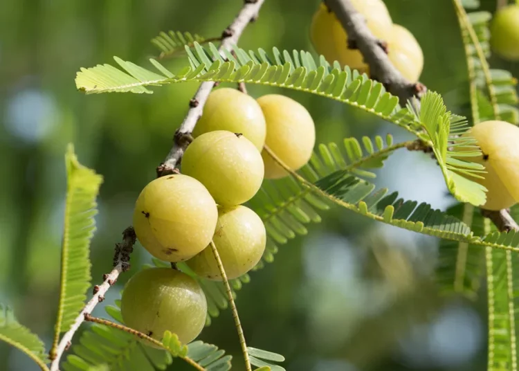 আমলখিৰ গুণাগুণ: