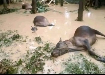ৰাজ্যত ২৪ ঘণ্টাত বানত মৃত্যু ১১ জনৰ, কেন্দ্ৰৰ পৰা সকলো প্ৰকাৰৰ সাহায্যৰ আশ্বাস অমিত শ্বাহৰ