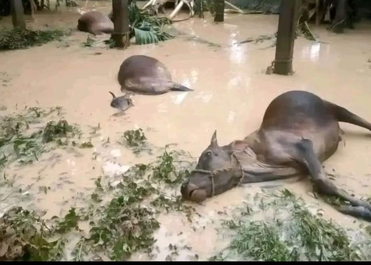 ৰাজ্যত ২৪ ঘণ্টাত বানত মৃত্যু ১১ জনৰ, কেন্দ্ৰৰ পৰা সকলো প্ৰকাৰৰ সাহায্যৰ আশ্বাস অমিত শ্বাহৰ