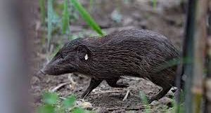 Ten Pygmy Hogs released in Manas National Park : 9 Ten Pygmy Hogs released in Manas National Park :