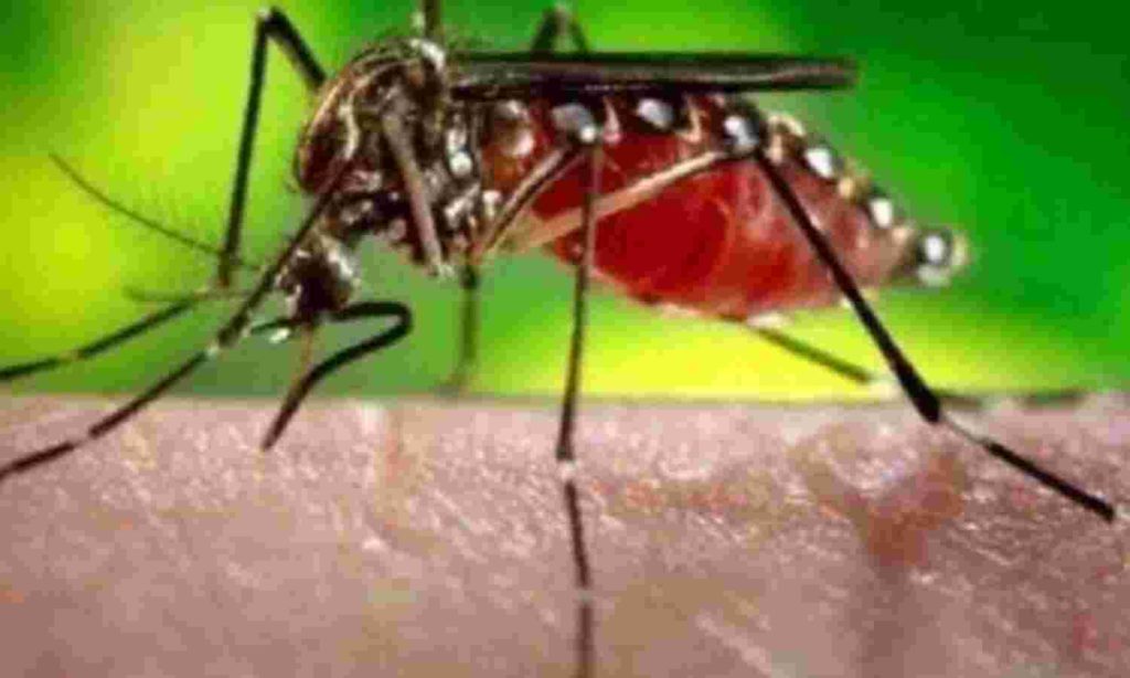 Japanese Encephalitis