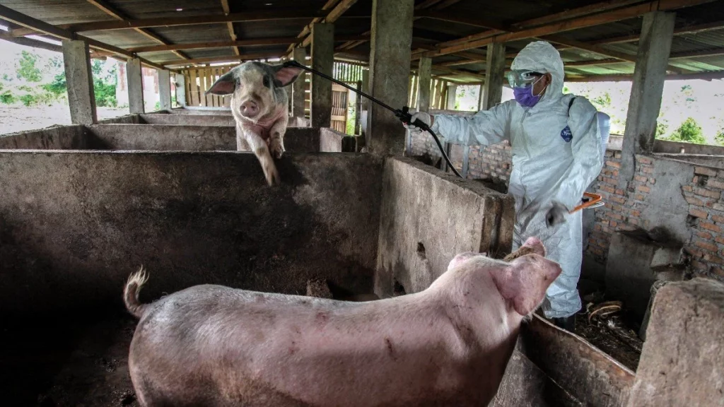 African Swine Fever