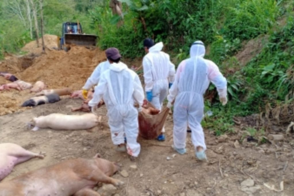 African Swine Fever in Assam
