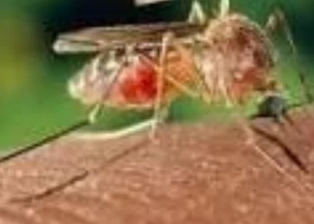 Three more Japanese Encephalitis deaths, 17 new cases in Assam