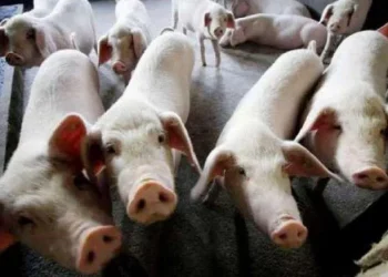 Over 40,000 pigs died in African Swine Fever in Assam