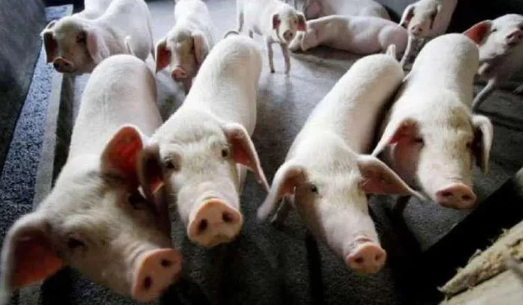 Over 40,000 pigs died in African Swine Fever in Assam 1 Over 40,000 pigs died in African Swine Fever in Assam