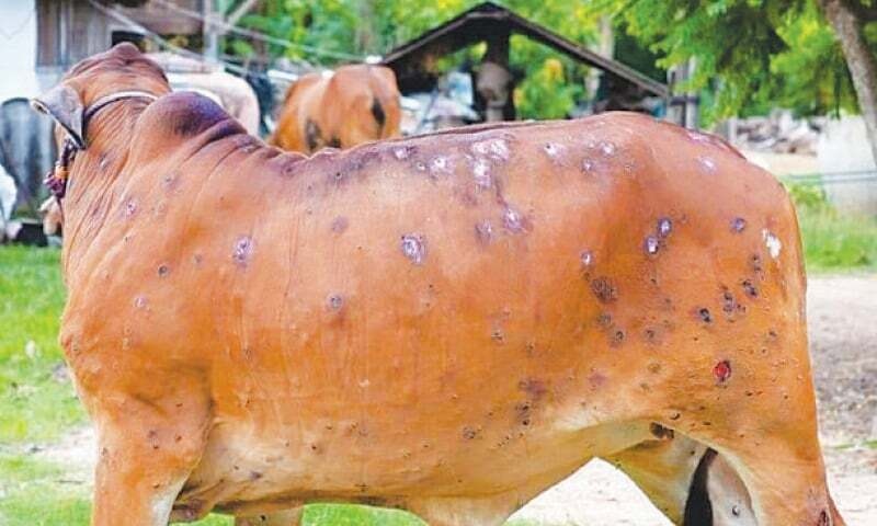 লাম্পি ভাইৰাছ