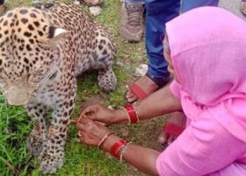 আহত চিতাবাঘক ৰাখী পিন্ধালে মহিলাই, ৰাজস্থানৰ এই ছবিত প্ৰশংসাৰ বন্যা 6 আহত চিতাবাঘক ৰাখী পিন্ধালে মহিলাই, ৰাজস্থানৰ এই ছবিত প্ৰশংসাৰ বন্যা