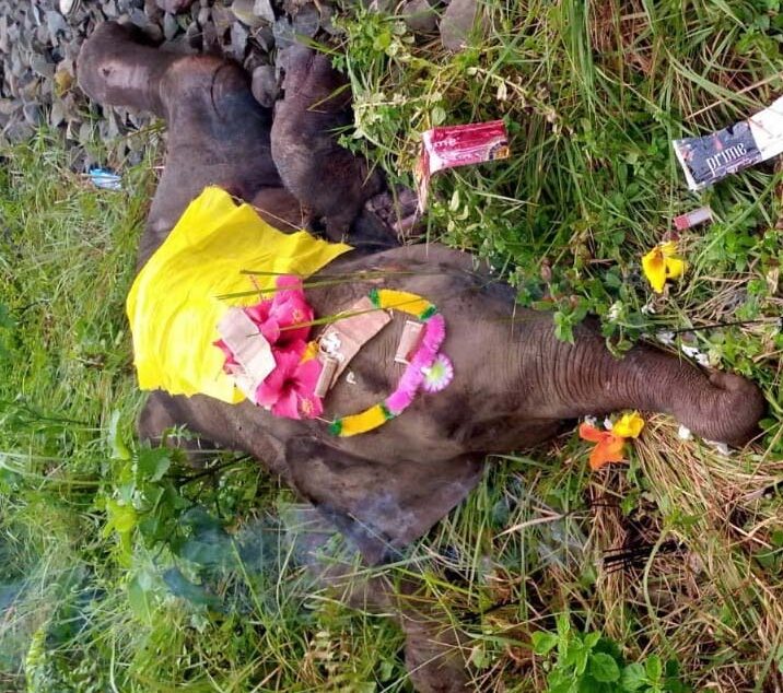 মৰিয়নীত মৃত্যু দুটা হাতীৰঃ