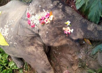 ৰাজধানী এক্সপ্ৰেছৰ খুন্দাত মৰিয়নীত মৃত্যু দুটা হাতীৰঃ শোকস্তব্ধ অঞ্চলবাসী