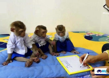 অবিকল মানুহৰ দৰেই তিনিটা বান্দৰৰ পোৱালিয়ে অধ্যয়ন কৰি থকা ভিডিঅ’ ভাইৰেল: