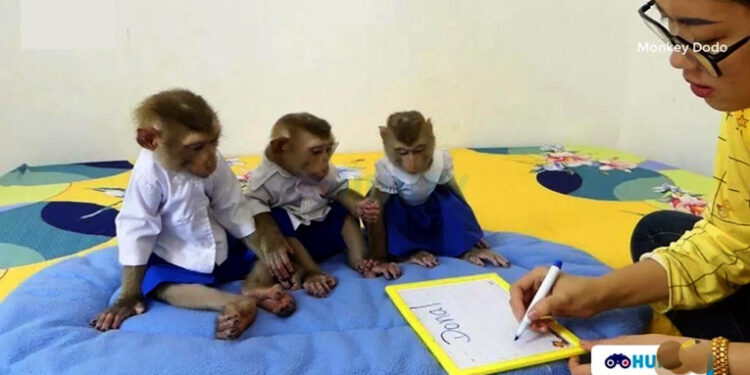 অবিকল মানুহৰ দৰেই তিনিটা বান্দৰৰ পোৱালিয়ে অধ্যয়ন কৰি থকা ভিডিঅ’ ভাইৰেল: