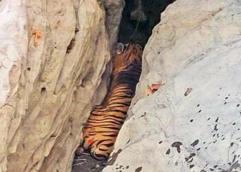 উমানন্দত Royal Bengal Tiger,  গুৱাহাটীত হুলস্থুল