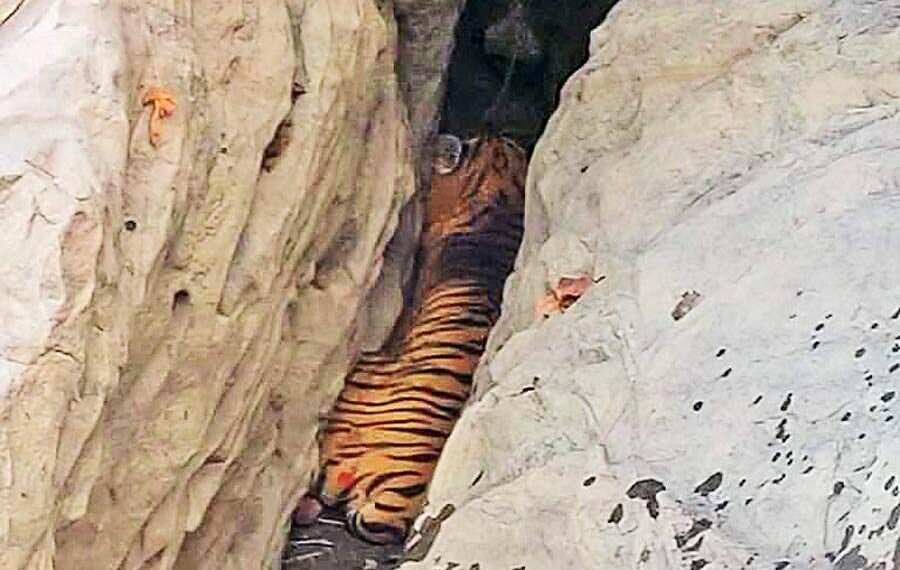 উমানন্দত Royal Bengal Tiger, গুৱাহাটীত হুলস্থুল 3 ROYAL BENGAL TIGER
